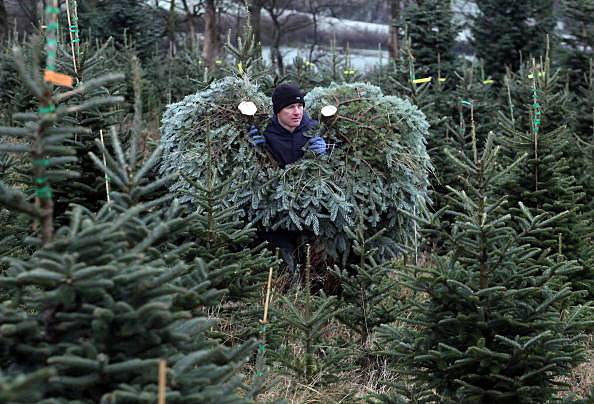 Christmas Tree Farmers Enjoy Bumper Harvest Christmas Tree Farmers Enjoy Bumper Harvest