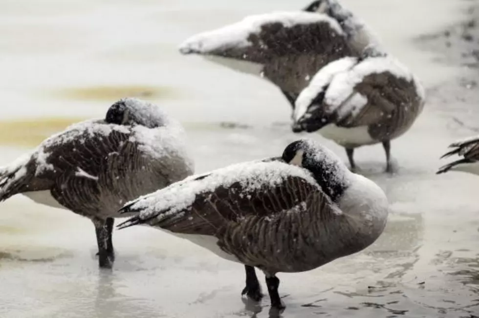 Lapeer County Christmas Bird Count